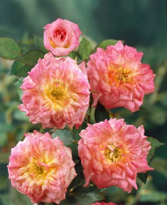 Produktbild von Rosa 'Mandarin', Rose, leuchtend orange, 3-5 Liter Container