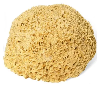 Produktbild von Croll & Denecke Naturschwamm für die Körperpflege in Bad & Dusche, ca. 19 cm groß, Serie M 190