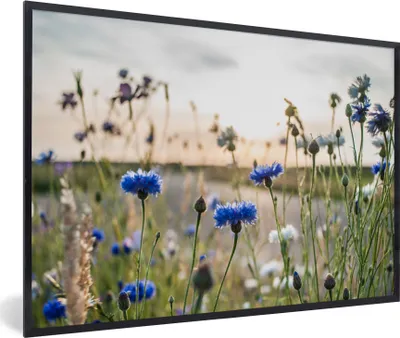 Produktbild von MuchoWow® Gerahmtes Poster Blumen - Sommer - Kornblume - Blau - Sonne - Wolken 30x20 cm - Poster mit Schwarzem Bilderrahmen Wandposter Rahmen Foto Bilder - Kunstdruck - Bild-Poster