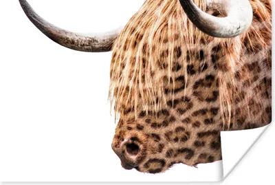 Produktbild von MuchoWow® Poster Schottischer Highlander - Pantherdruck - Weiß 180x120 cm - Fotoplakat