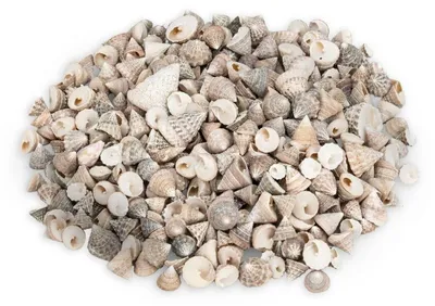 Produktbild von Echinellopsis grandinatus 0,5 kg 1-3 cm ca. 200-250 Stück Turbanschnecken Deko
