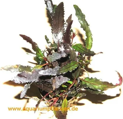 Produktbild von 1 Topf Hemigraphis repanda, Sumpfpflanzen
