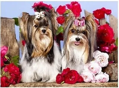 Produktbild von Diamantmosaik, Hunde mit Schleifen und Blumen, 30x40 cm, kreative Diamanten