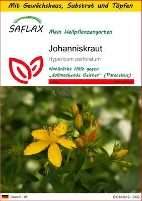 Produktbild von SAFLAX Anzucht Set - Johanniskraut - Hypericum perforatum - 300 Samen - Mit Mini-Gewächshaus, Anzuchtsubstrat und 2 Töpfen