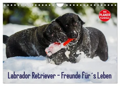 Produktbild von Labrador Retriever - Freunde für´s Leben (Wandkalender 2027 DIN A4 quer), CALVENDO Monatskalender