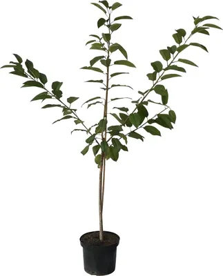 Produktbild von Hedelfinger Riesen Süßkirsche Kirschbaum als Buschbaum ca. 110-140 cm, im 9,5 Liter Topf, auf Colt