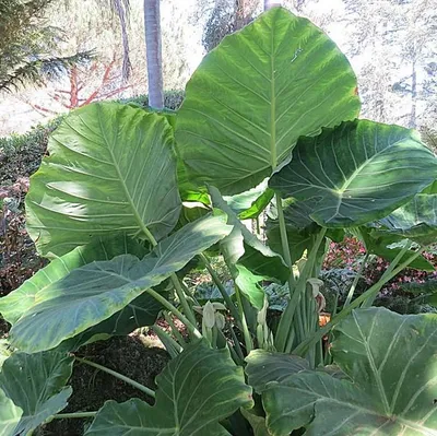 Obrázok produktu pre Obrovské elefántové ucho (Leucocasia gigantea 'Thailand Giant') - 10 semien