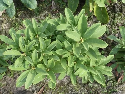Produktbild von Wild Rhododendron / Alpenrose - Rhododendron ririei 30-40cm