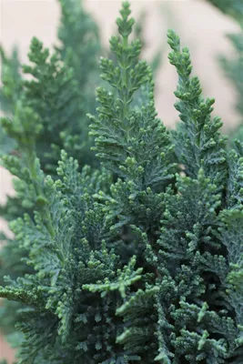 Produktbild von Chamaecyparis lawsoniana 'Wisselii', Scheinzypresse, 30–40 cm