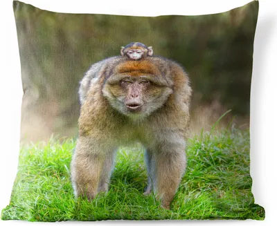 Produktbild von MuchoWow® Outdoor Kissen - Tier - Affe - Baby - 40x40 cm - Wetterfest - Lounge Kissen - Kopfkissen - Interieur - Polster mit Bild