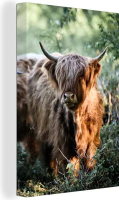 Produktbild von OneMillionCanvasses® - Leinwandbilder - 90x140 cm, Schottische Hochlandrind - Wald - Tiere, Wandbilder Kunstdruck Wanddekoration - Hochland Rind - Kuh - Gemälde auf Holzrahmen  - Wandschmucke - Schlafzimmer