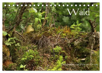 Produktbild von Wald (Tischkalender 2027 DIN A5 quer), CALVENDO Monatskalender