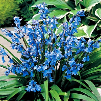 Produktbild von Scilla Blumenzwiebeln Zwiebeln Blumen Spanischer Blaustern blau 5 St.