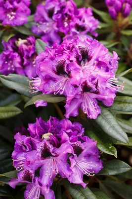 Produktbild von Rhododendron Hybr. 'Blaue Jungs', Rhododendron, blau, 30–40 cm