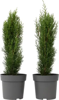 Zdjęcie produktu dla Cyprys wiecznie zielony - 2 szt - Cupressus 'Totem' - W60-80cm - ⌀19cm