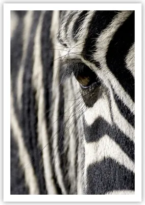 Produktbild von Poster - Poster ohne Rahmen - Zebra Streifen Tierwelt Safari - 70x100 cm - Wand Bild - Wanddeko - Wandbilder - Kunstposter - Wandposter - Bilder - Kunstdruck - Wandbild - P2XPA70x100-2195
