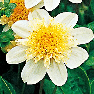 Obrázek produktu pro Dahlia Anemonowa Toto 1 ks Dahlia sazenice dahlia sazenice velké hlízy