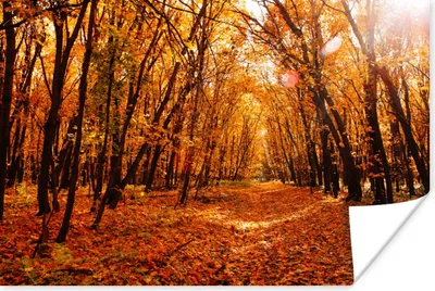 Produktbild von MuchoWow® Poster Herbst - Wald - Laub - Jahreszeiten 180x120 cm - Fotoplakat
