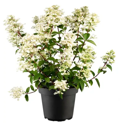 Produktbild von Hydrangea paniculata 'Wim's Red', Rispenhortensie, rot, 40–60 cm