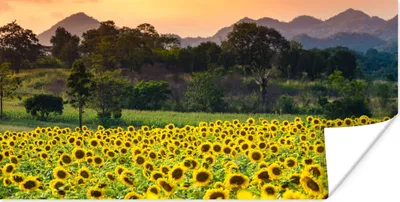 Produktbild von MuchoWow® Poster Sonnenblume - Natur - Berg 40x20 cm - Poster für die Wand - Poster Schlafzimmer