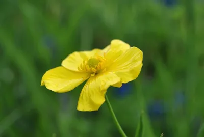 Productafbeelding van Grote Boterbloem - Vijverplant Oeverplant - Vijverrand Verfraaien - Winterhard en Onderhoudsarm - P 05 Pot - Groen