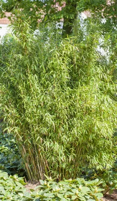 Produktbild von Fargesia murieliae 'Standing Stone', Bambus, immergrün, 40–60 cm