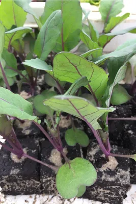 Produktbild von Enseleits Kohlrabi rot, Kohlrabi Pflanzen - Gemüse Jungpflanzen im 10er Set