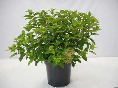 Obrázek produktu pro Pánev s hortenzií. little Lime' ® ('jane') - Panikulová hortenzie 60- 80 cm Kontejner