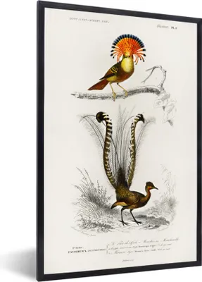 Produktbild von MuchoWow® MuchoWow® Gerahmtes Poster Vogel - Vintage - Zweig 40x60 cm - Poster mit zchwarzem Bilderrahmen - Papierdruck - Wandbilder