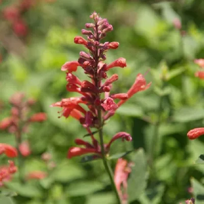 Image de 6 x Duftnesse - Agastache hybride « Kudos Red » | Pot 9 cm x 9 cm