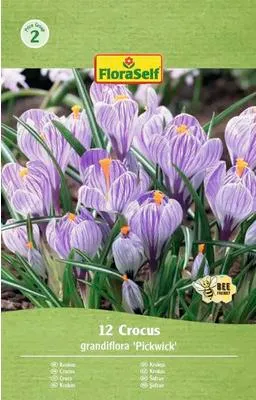 Obrázek produktu pro Krokusy FloraSelf 'Pickwick' 12 ks