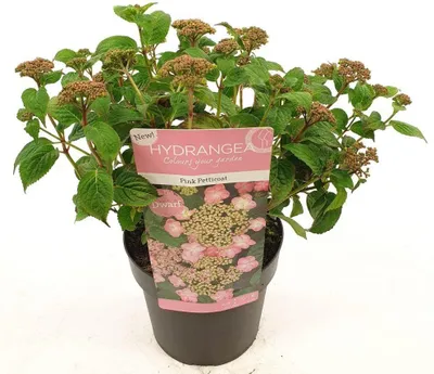 Immagine prodotto di Hydrangea serrata 'Pink Petticoat' Ortensia ornamentale Ø 19 cm x 25 cm, compatta e resistente al freddo