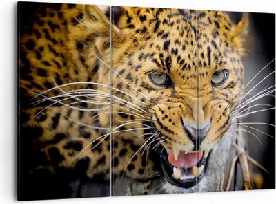 Produktbild von Bild auf Leinwand - Leinwandbild - Leopard tier savanne afrika - 105x70cm - Wand Bild - Wanddeko - Leinwanddruck - Bilder - Kunstdruck - Wanddekoration - Leinwand bilder - Wandkunst - CE105x70-2728