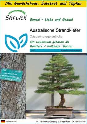 Produktbild von SAFLAX Anzucht Set - Australische Strandkiefer - Casuarina equisetifolia - 200 Samen - Mit Mini-Gewächshaus, Anzuchtsubstrat und 2 Töpfen