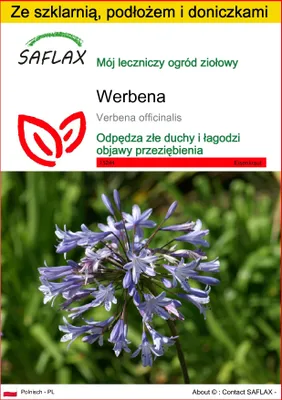 Zdjęcie produktu dla SAFLAX - Zestaw do uprawy - Werbena - 250 Nasiona - Z mini szklarnią, podłożem uprawowym i 2 doniczkami - Verbena officinalis