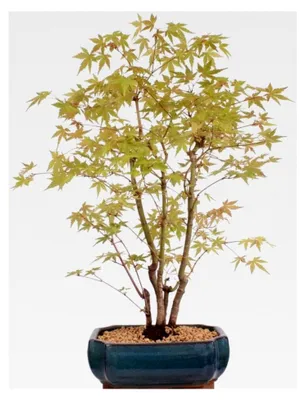 Produktbild von Bonsai - A. palmatum 'Yamamomiji', Japanischer Fächerahorn