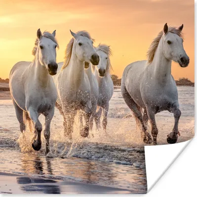 Produktbild von MuchoWow® Poster Pferde - Sonne - Meer - Strand - Tiere 100x100 cm - Babyzimmer
