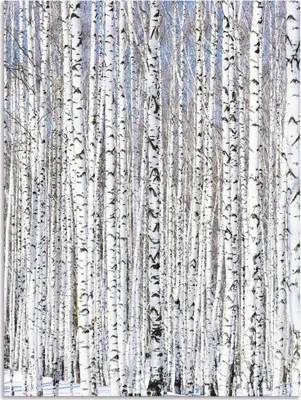 Produktbild von ARTland Wandbild Alu für Innen & Outdoor Winterbirkenwald Wintergelassenheit Größe: 45x60 cm