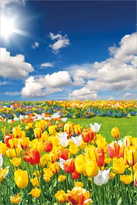Produktbild von Wallario selbstklebendes Poster - Tulpenwiese unter blauem Himmel, Größe: 61 x 91,50 cm