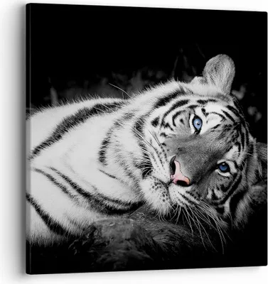 Produktbild von Bild auf Leinwand - Leinwandbild - Einteilig - Weiß Tiger Schwarz und Weiß - 40x40cm - Wand Bild - Wanddeko - Wandbilder - Leinwanddruck - Bilder - Wanddekoration - Leinwand bilder - AC40x40-4247