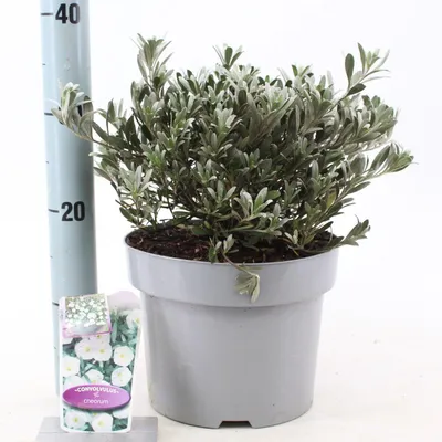 Immagine prodotto di Convolvulus cneorum - Gelsomino selvatico | 25-30 cm in vaso