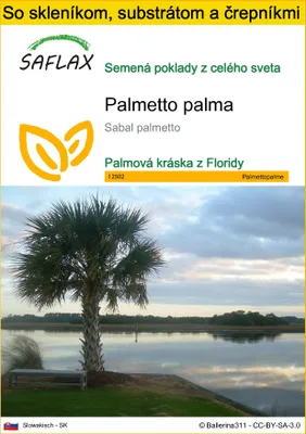 Obrázok produktu pre SAFLAX Kultivačný set - palmetto palma - Sabal palmetto - 8 Semená - S mini skleníkom, pestovateľským substrátom a 2 črepníkmi