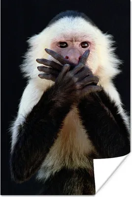 Produktbild von MuchoWow® Poster Affe - Wilde Tiere - Porträt 120x180 cm - Kunstposter