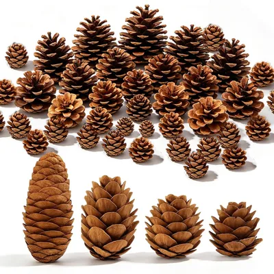 60 Tannenzapfen, Natur, 2-10 cm, für Deko & Basteln