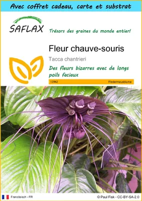 Image de SAFLAX Ensemble-cadeau - Fleur chauve-souris - 10 graines - Tacca