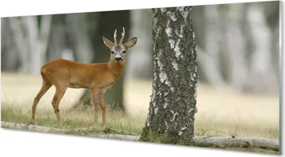 Produktbild von Glasbilder 125x50 Wandkunst Hirschwald