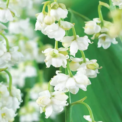 Zdjęcie produktu dla Convallaria Prolificans Konwalia Majowa Pełna Biała 1 szt Konwalie sadzonki