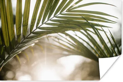 Produktbild von MuchoWow® Poster Palme - Palmenblatt - Sonne - Sommer 60x40 cm - Schlafzimmerdekoration