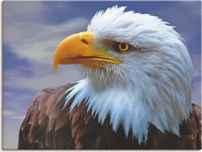 Produktbild von ARTland Leinwandbild Weißkopfseeadler Größe: 120x90 cm