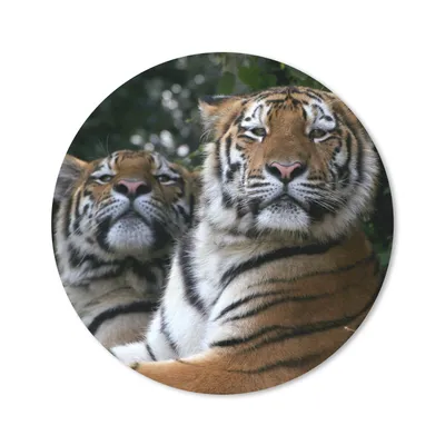 Produktbild von MuchoWow® Mauspad Mousepad Tiger - Wald - Köpfe 20x20 cm - Mousepads - Maus Mat - Pad - Mausunterlage - Schreibtischmatte